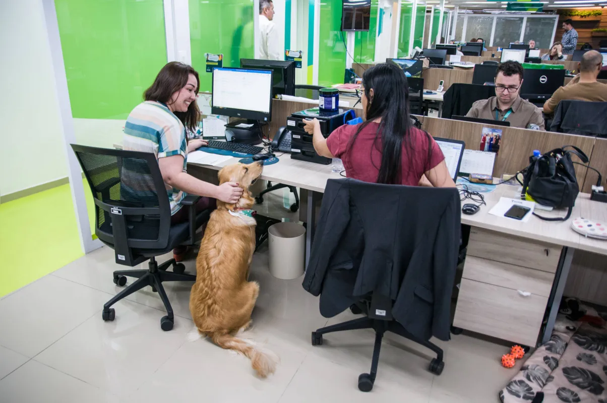 Mel, uma golden retriever, foi "contratada" para deixar o ambiente de trabalho mais leve em uma empresa em Londrina