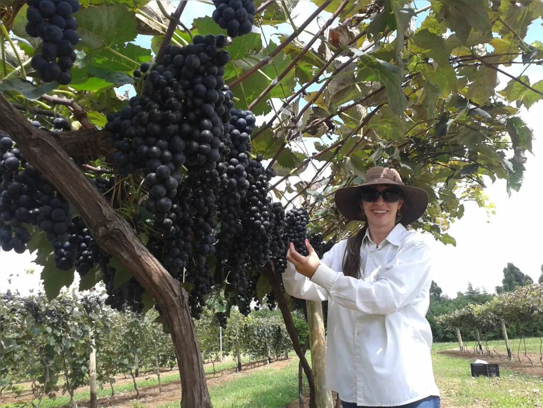 A pesquisadora Alessandra Maria Detoni comanda desde 2012 experimento com uvas rústicas em municípios do Oeste