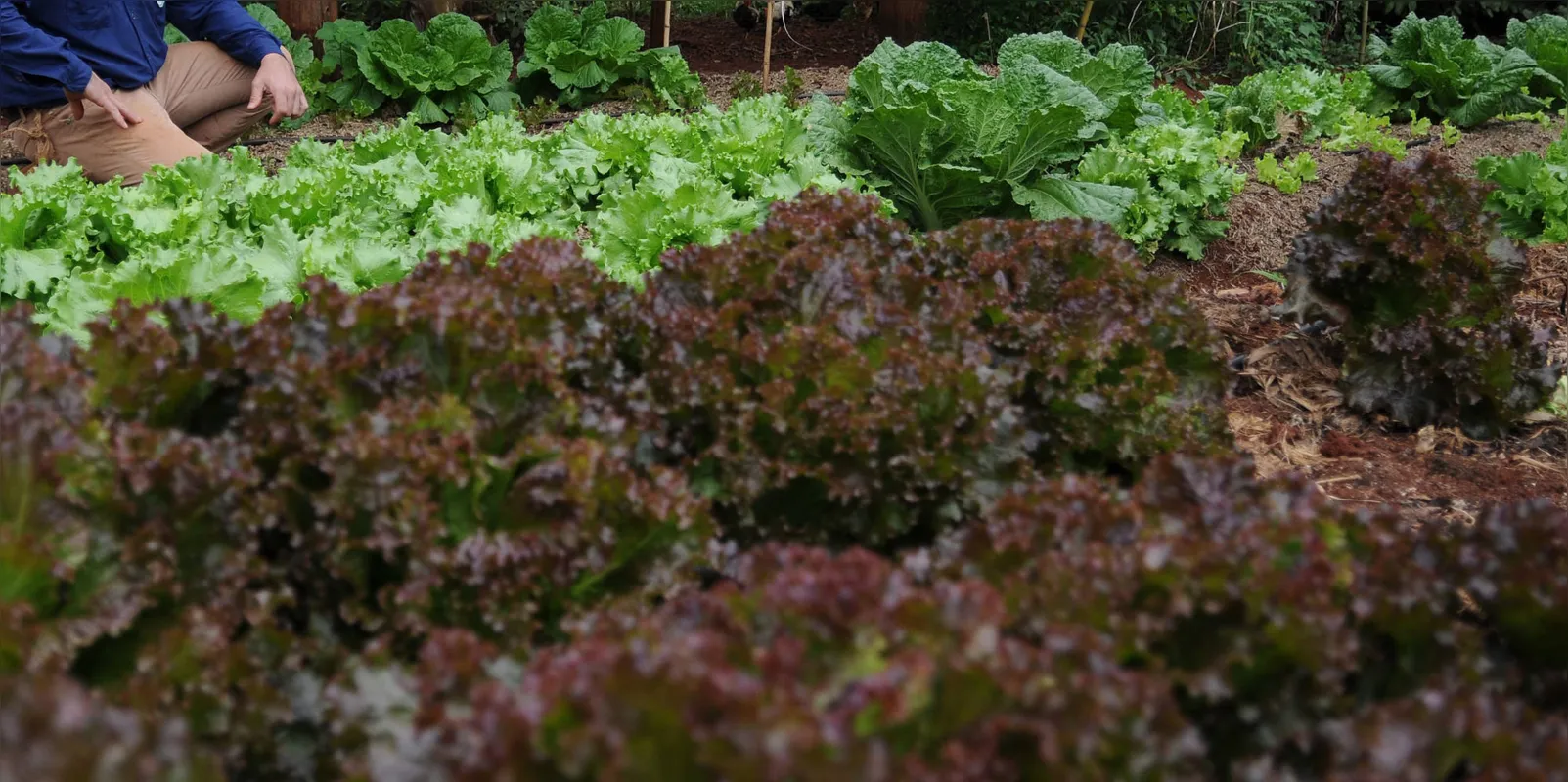 Paraná tem 3.300 agricultores de orgânicos cadastrados