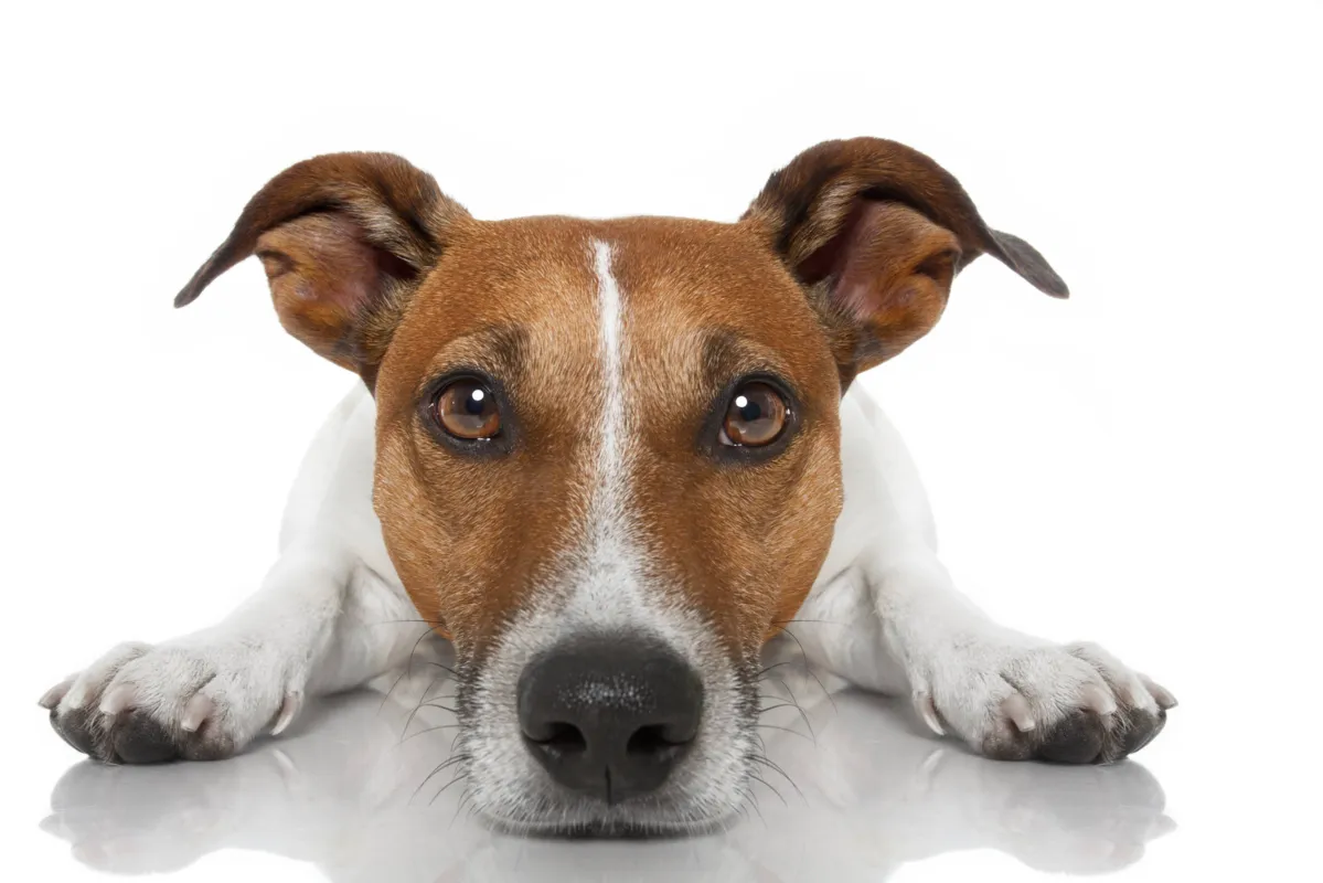 Em geral a educação é focada no que o animal não pode fazer, quando na verdade deve ser o contrário