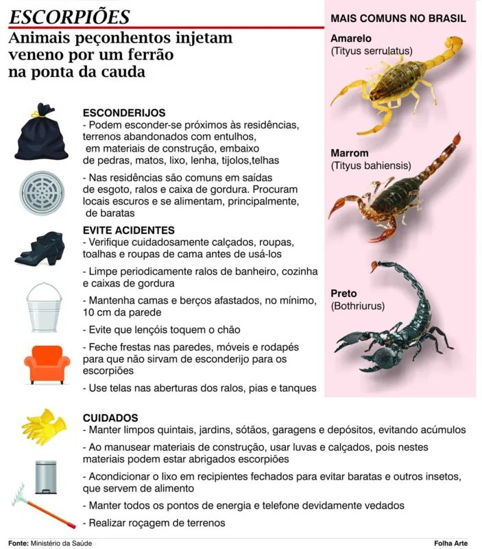 Imagem ilustrativa da imagem Arapongas alerta para ocorrências com escorpiões