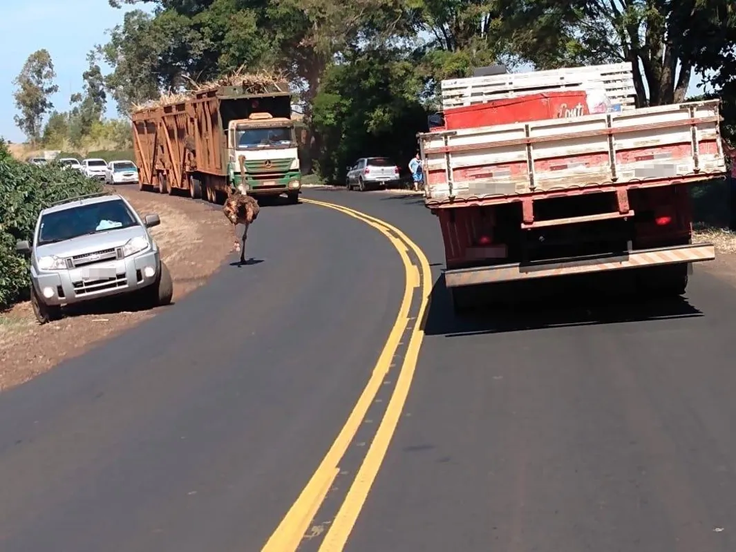 Avestruz circulou por 20 minutos na PR- 436, entre os veículos 