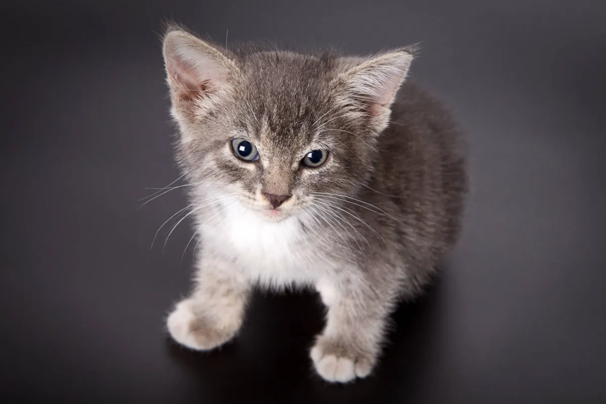 Gatos reagem instintivamente, frente à nossa comunicação, e não retrucando com raiva ou culpa