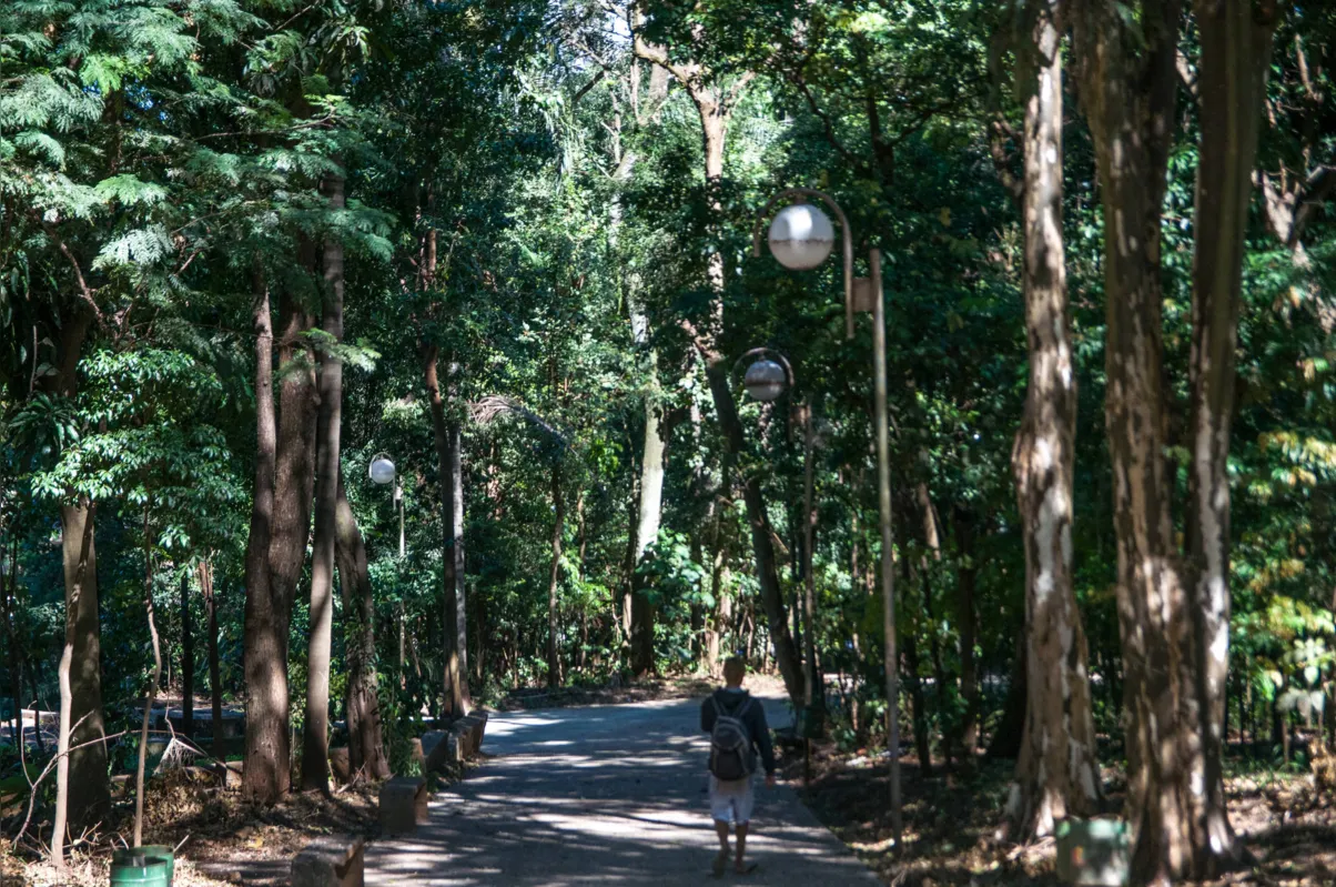 Imagem ilustrativa da imagem Bosque Central de Londrina sob o olhar da população