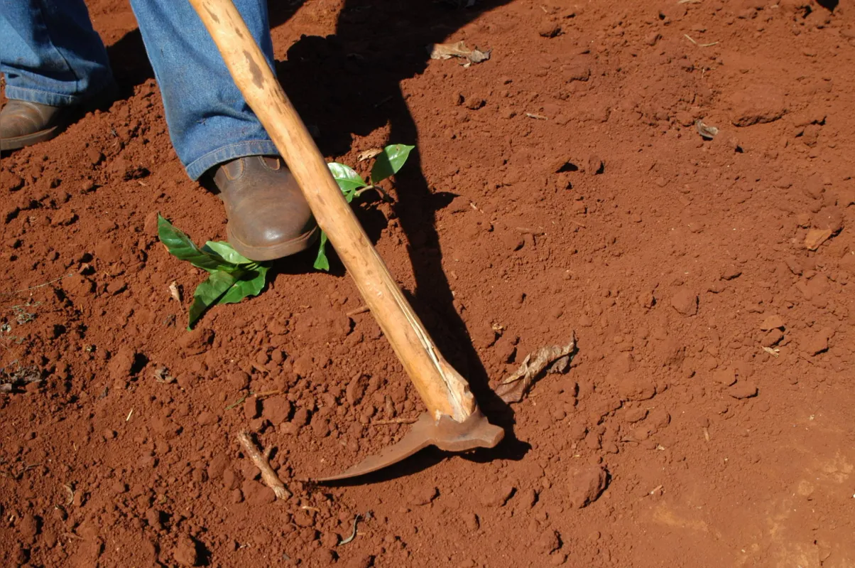 Para plantios novos de café, com até seis meses de campo, a recomendação é enterrar as mudas