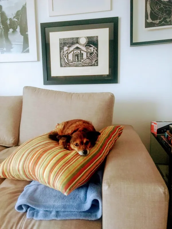 Imagem ilustrativa da imagem Dez anos esse cachorrinho