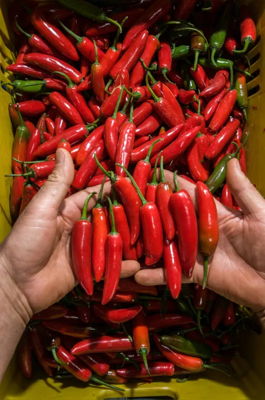 Imagem ilustrativa da imagem Empresas  que atuam com pimenta surfam na onda da ‘gourmetização’