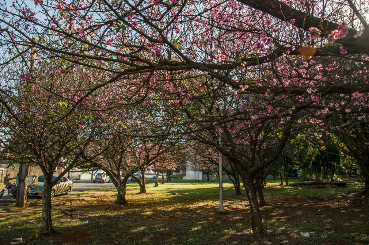 Imagem ilustrativa da imagem Floradas chamam a atenção em Londrina
