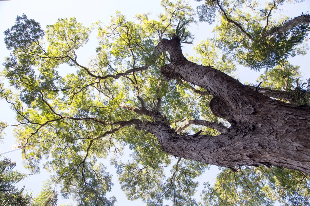 Imagem ilustrativa da imagem GIRO PELO PARANÁ - Plano de arborização de Maringá