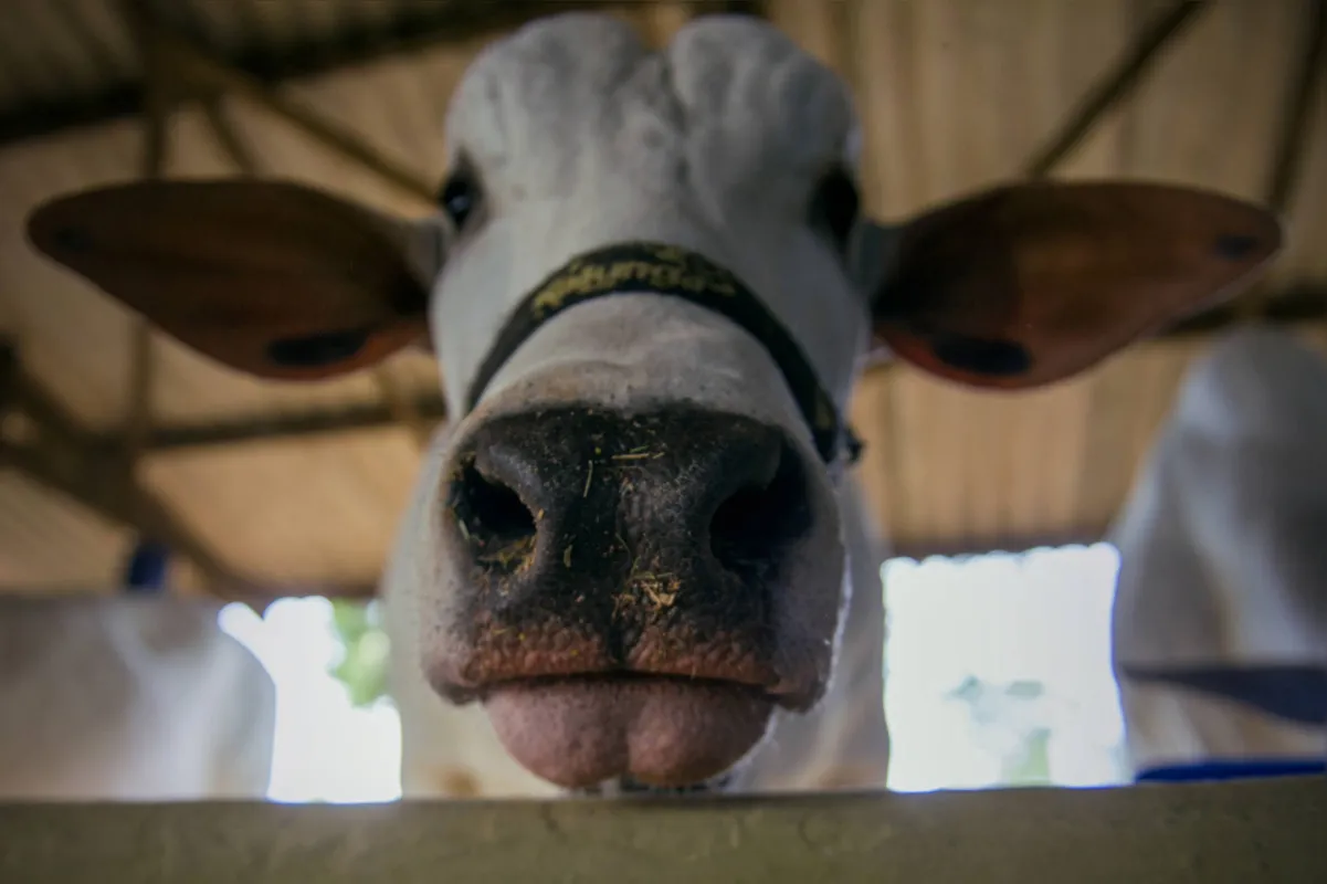O focinho do animal entra como “impressão digital”  na ficha do animal, com informações básicas de uso rotineiro do produtor, explica pesquisador