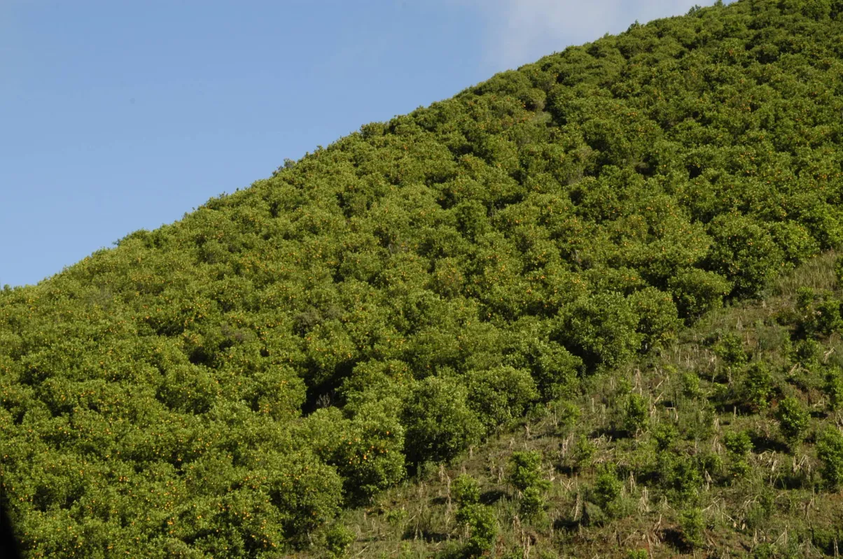 O Iapar está registrando as variedades que se adaptaram à região de Cerro Azul, muitas delas estão por lá desde a década de 1960