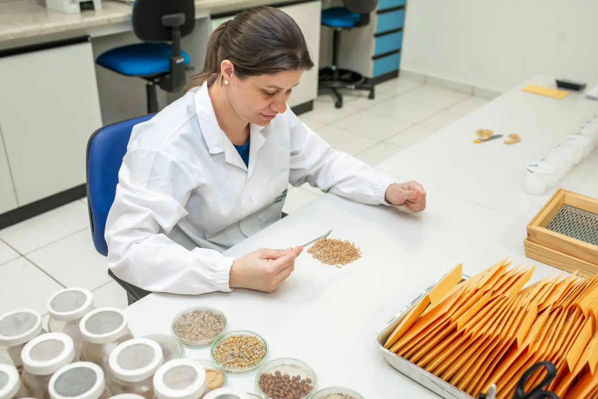 O teor de proteína da soja está estagnado pois ainda não se registram esforços para melhorá-lo, admite pesquisador