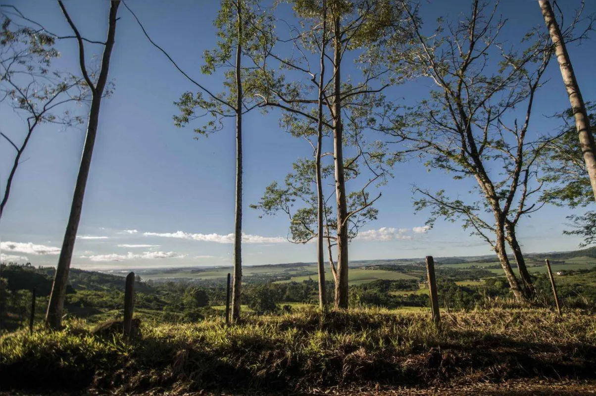 Imagem ilustrativa da imagem Os Pés na Estrada