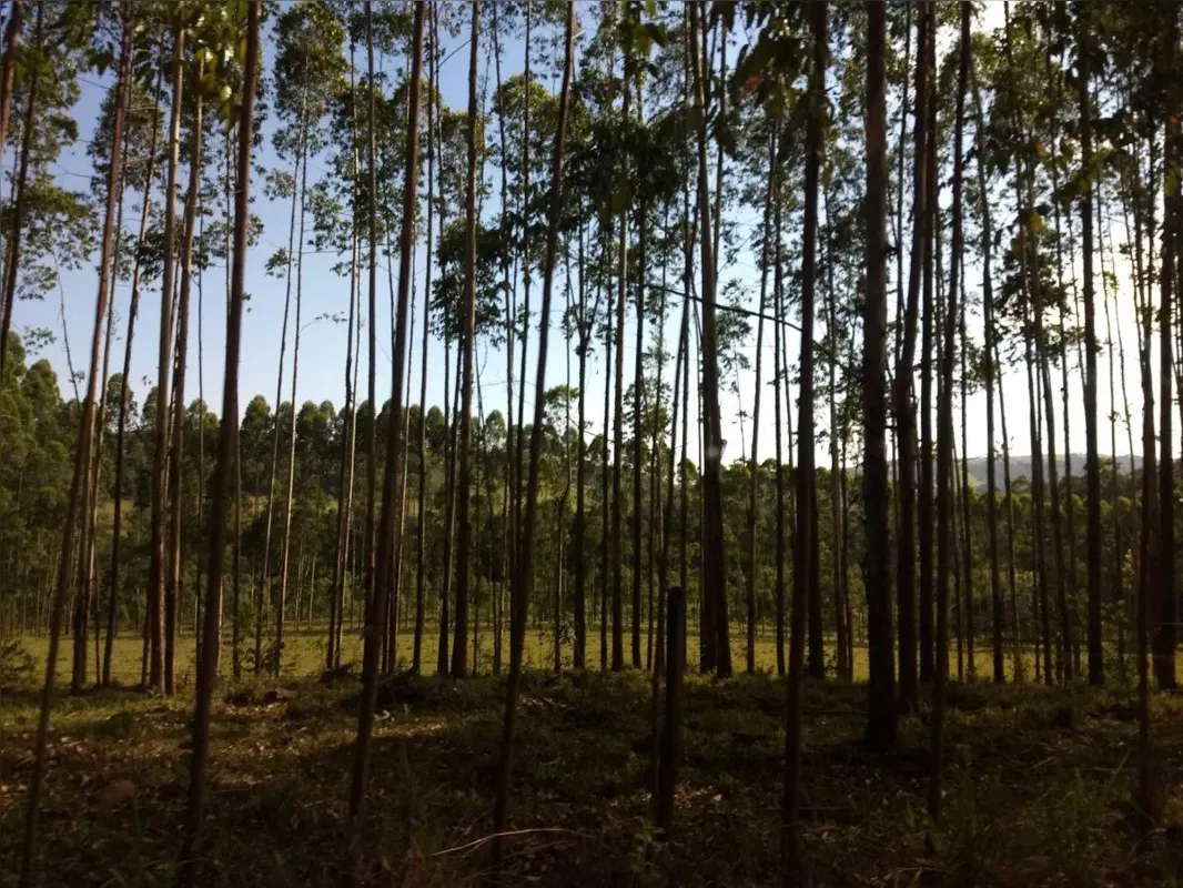 Imagem ilustrativa da imagem Os Pés na Estrada