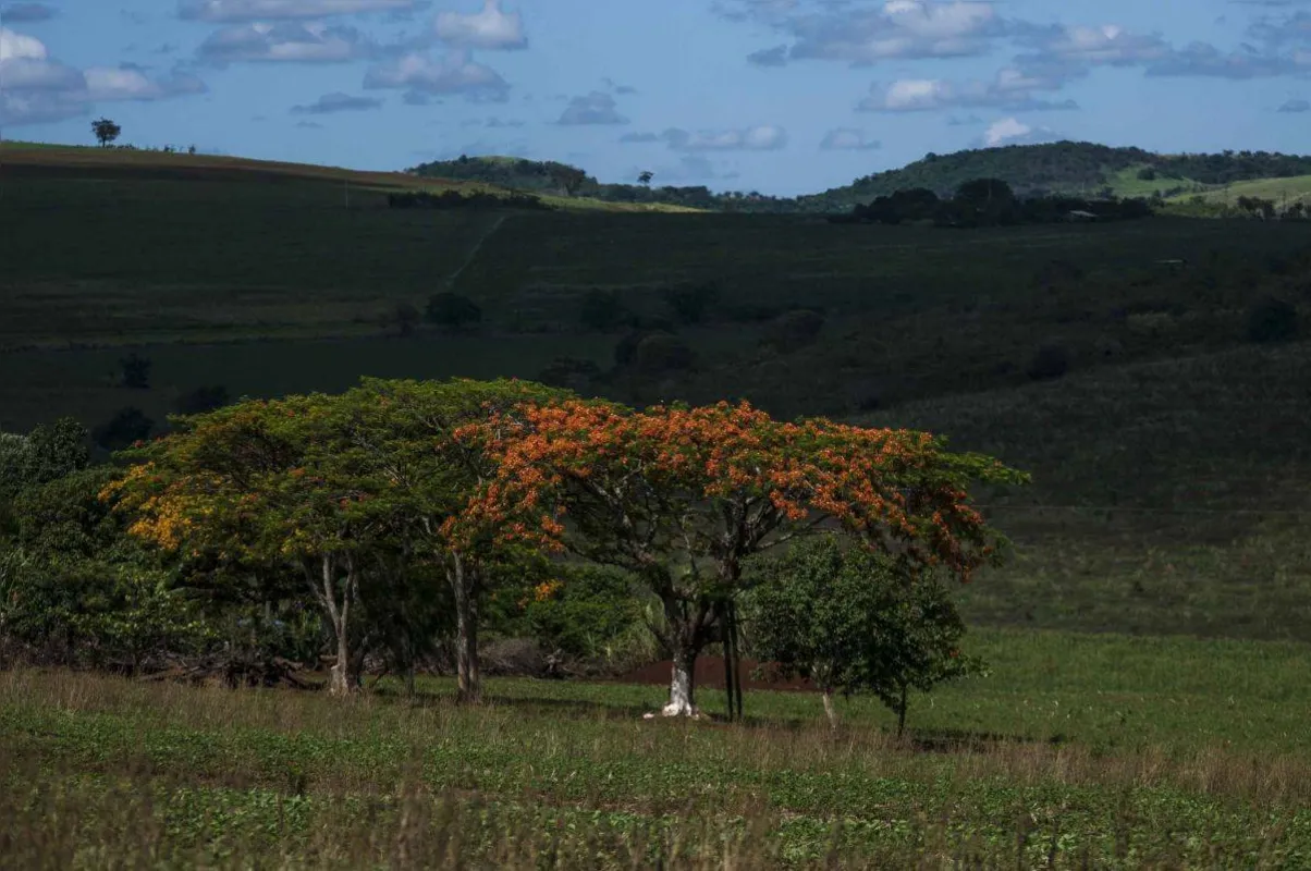 Imagem ilustrativa da imagem Os Pés na Estrada