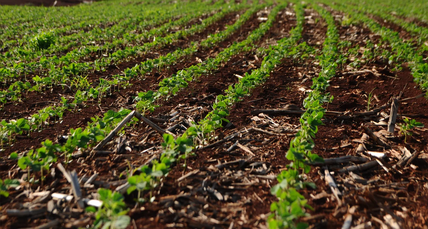 A soja é responsável por 91% da área e 82% da produção total de grãos de verão