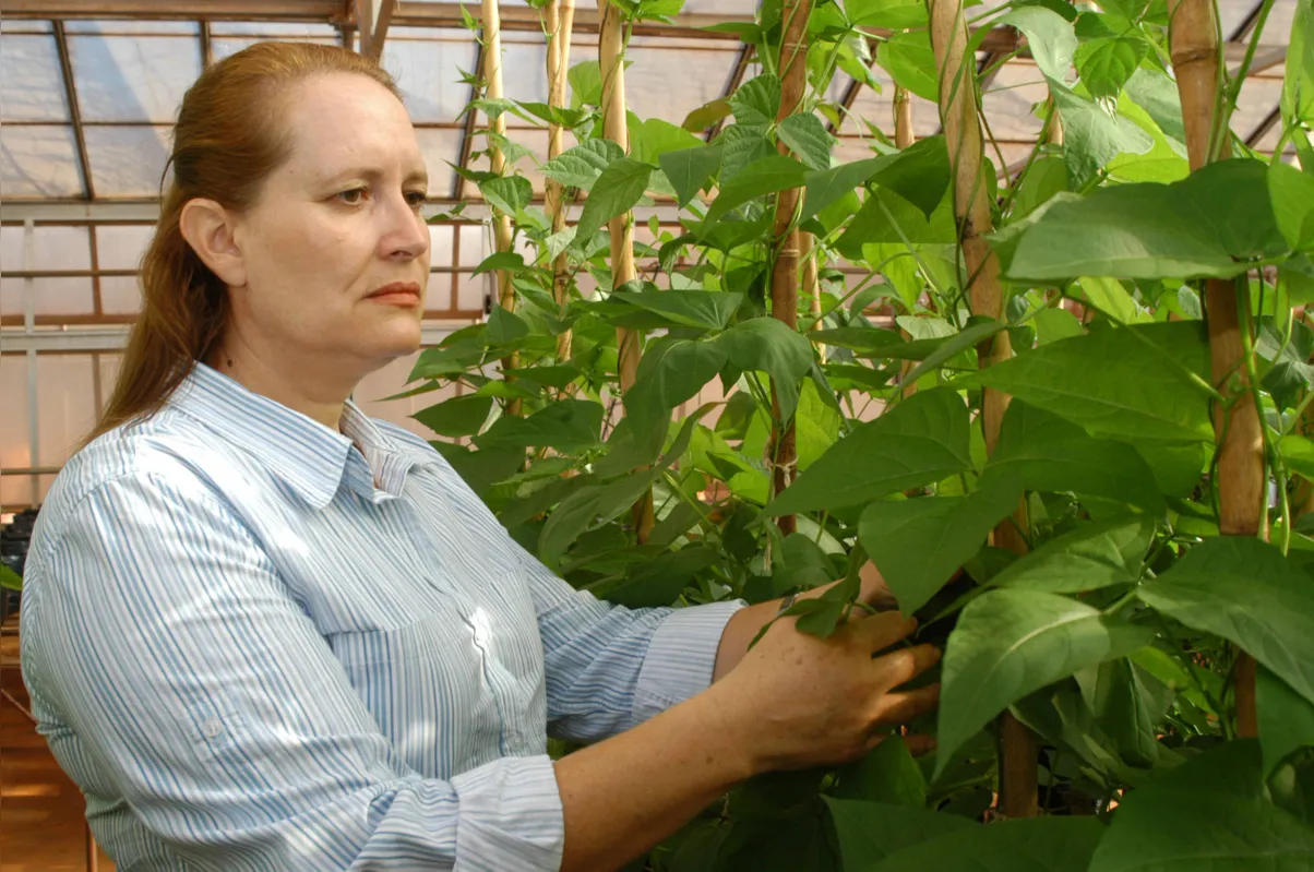 Em 33 anos de atuação no Iapar, Vania Cirino participou da autoria de 27 cultivares de feijão, sendo responsável técnica pela obtenção de 23 cultivares