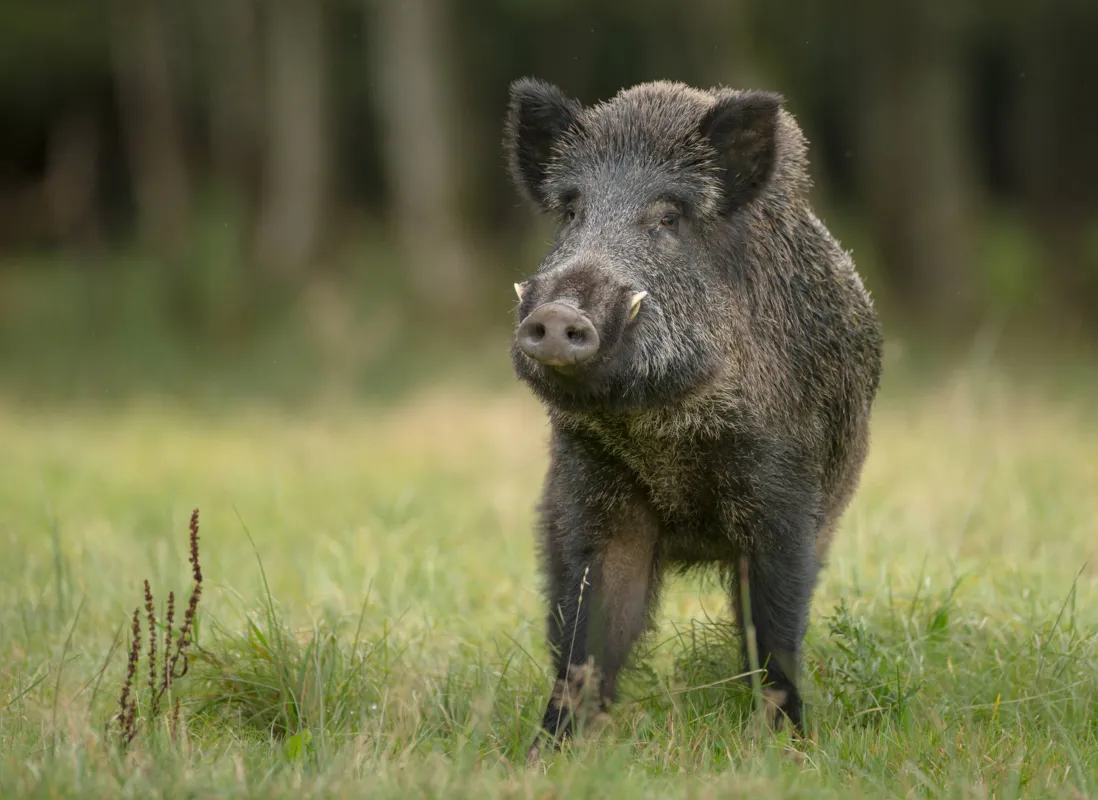 Os javalis são suscetíveis a diversas doenças que podem ser espalhadas para outros animais de interesse comercial