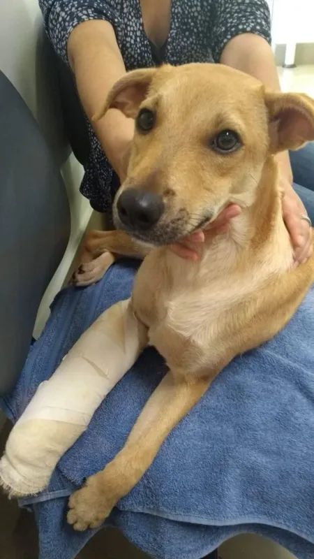 Cão Prejuízo foi adotado por motorista que se responsabilizou pelo acidente: "É um dever, tem que socorrer"