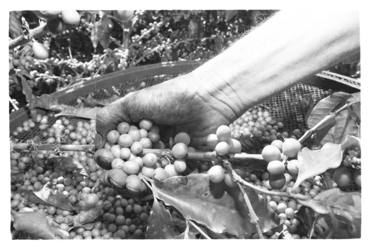 Imagem ilustrativa da imagem Produção rural tem baixa rentabilidade em 1989