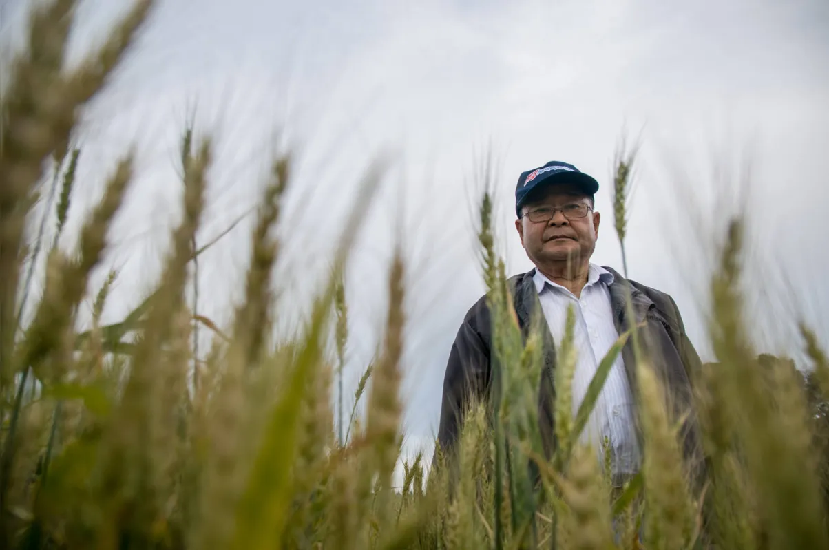 “A gente ganha dinheiro na soja para depois ter que cobrir as despesas do trigo”, lamenta José Yamanaka