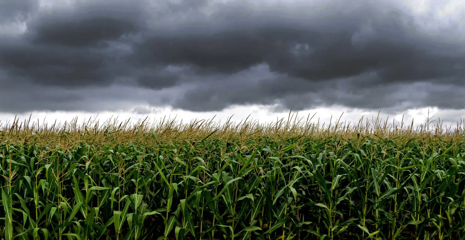 A situação climática em diversos estados do cinturão do milho, no meio-oeste dos EUA, puxou os preços do milho para cima favorecendo negócios para produtores brasileiros