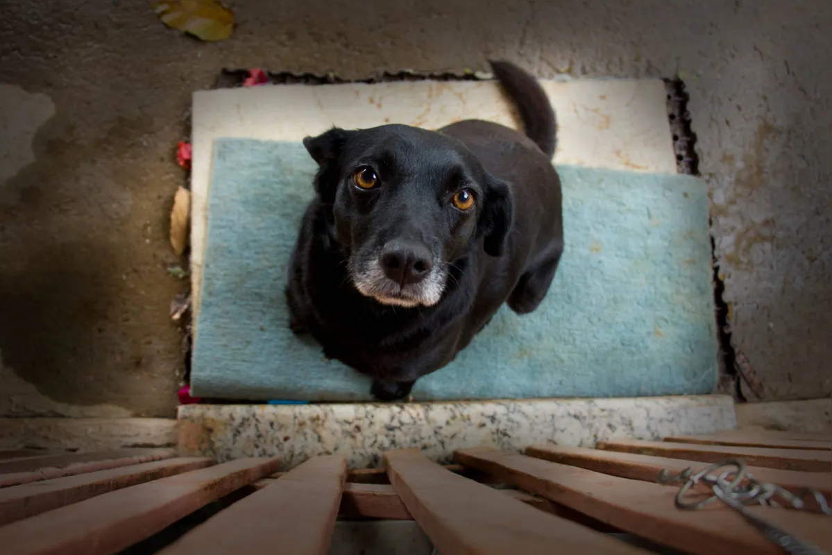 Em Maringá foi aprovada lei que aplica multa de R$ 2 mil para cada animal agredido