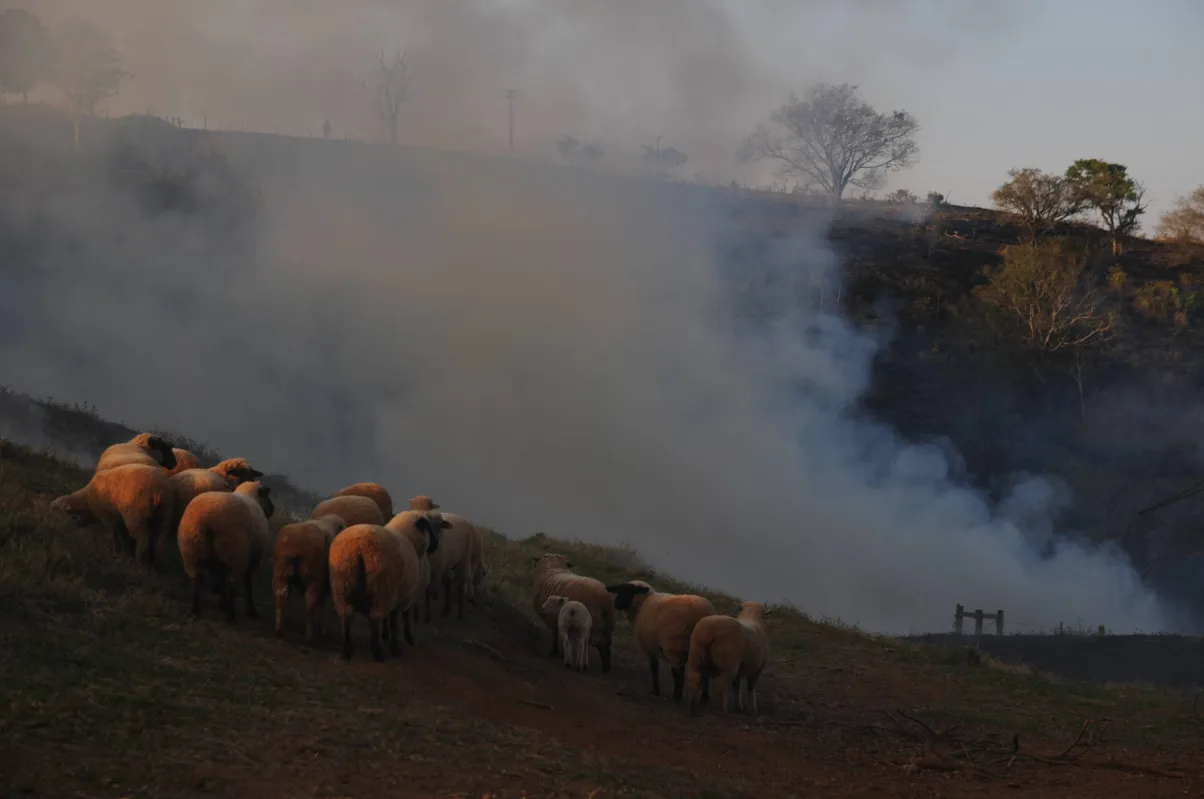 Animais ficaram sem pastagem para comer