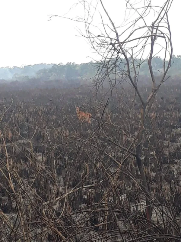 Imagem ilustrativa da imagem Rajadas de vento alastram chamas e dificultam combate a incêndio no Parque Nacional de Ilha Grande