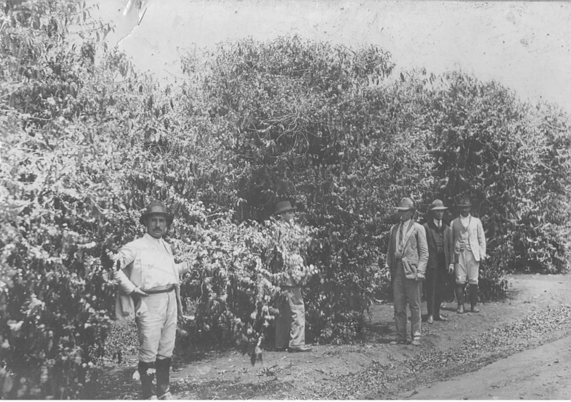 Imagens Fazenda Monte Bello (1929 a 1947) - (Arquivo Pessoal)