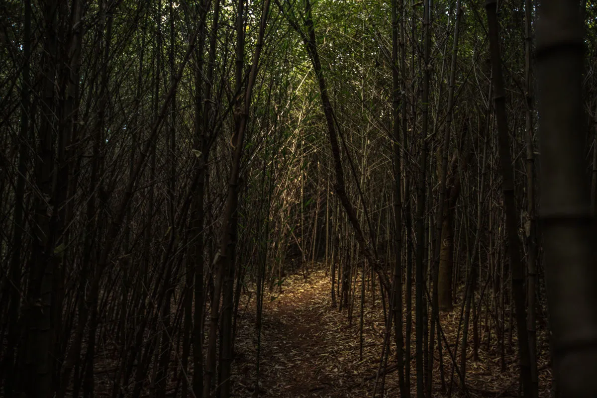 Floresta de Bambus (Foto: Ricardo Chicarelli)