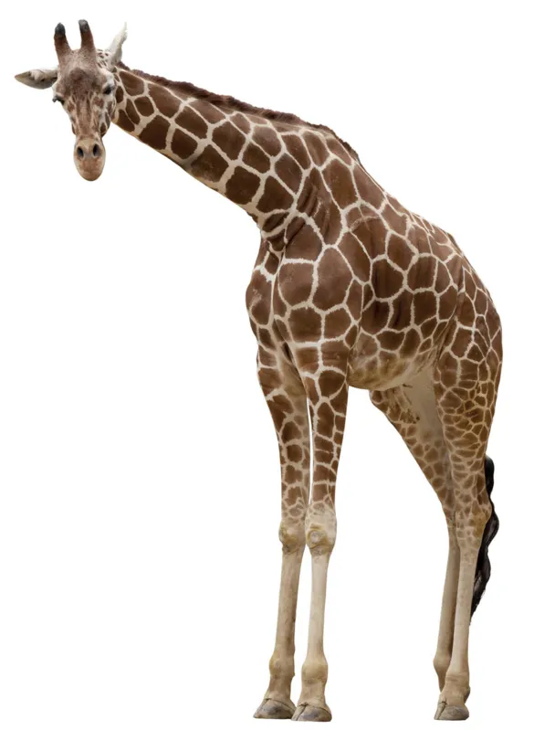 Imagem ilustrativa da imagem Salvem as girafas da Amazônia!
