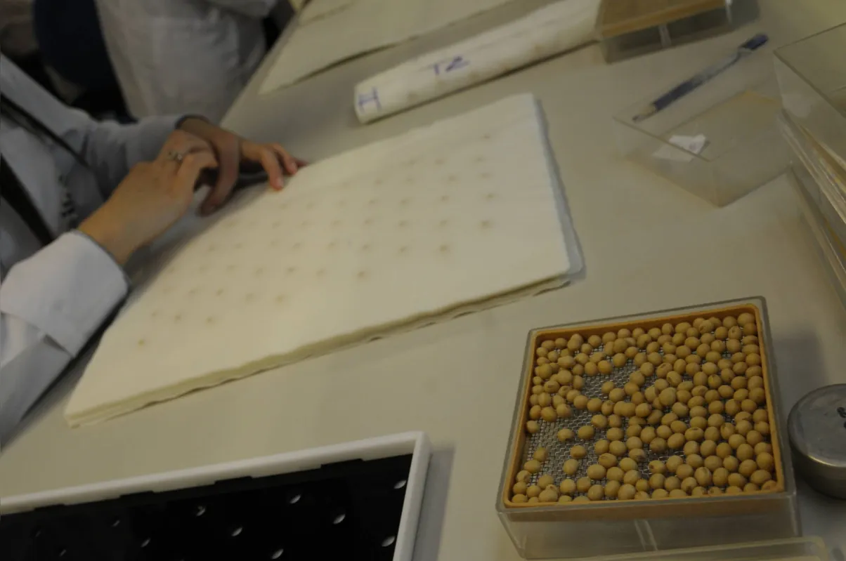 Imagem ilustrativa da imagem Sementes de alta qualidade aumentam produção de soja entre 10% e 15%