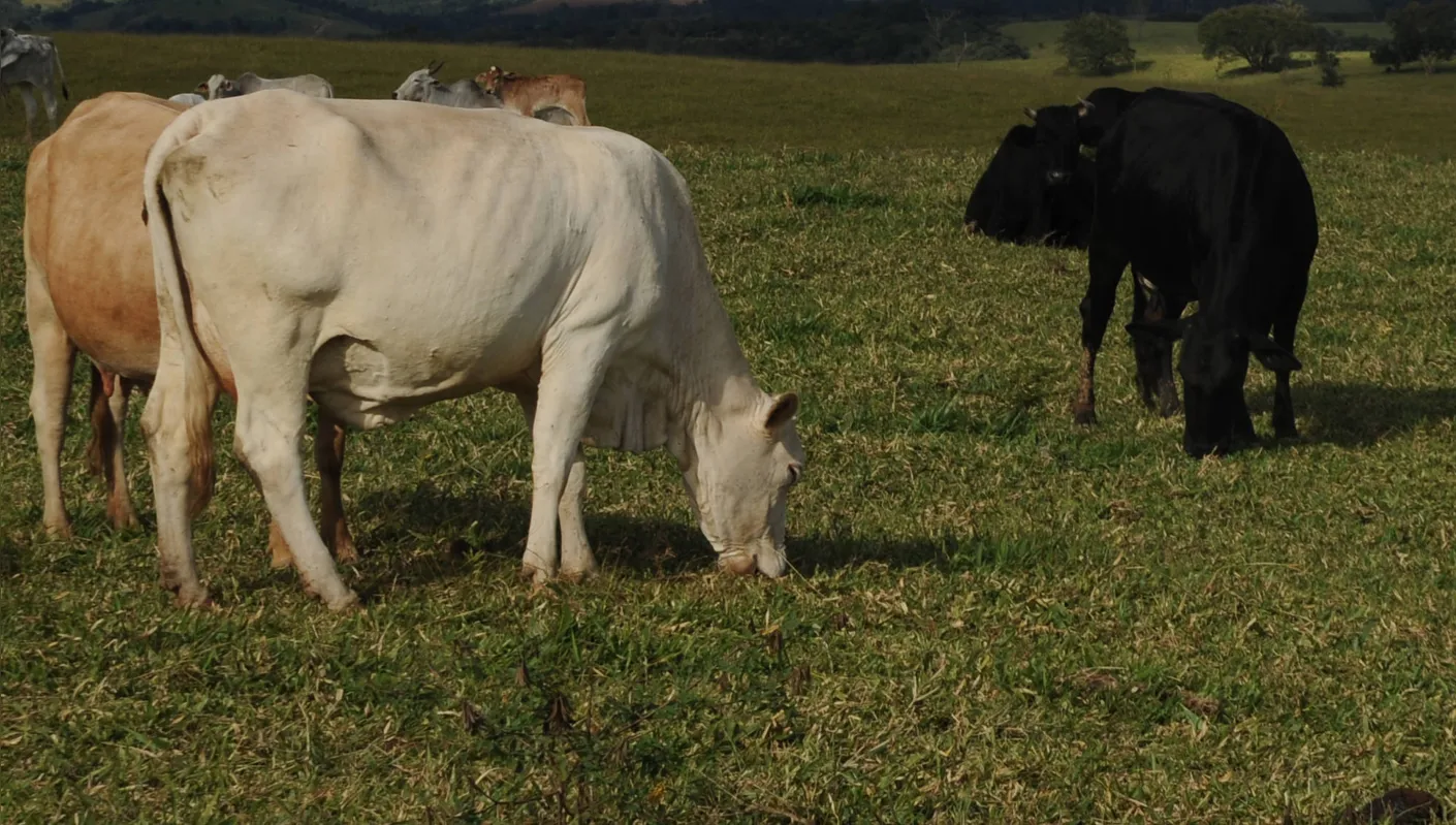  A doença pode infectar não só bovinos e equinos, mas a todos os animais mamíferos