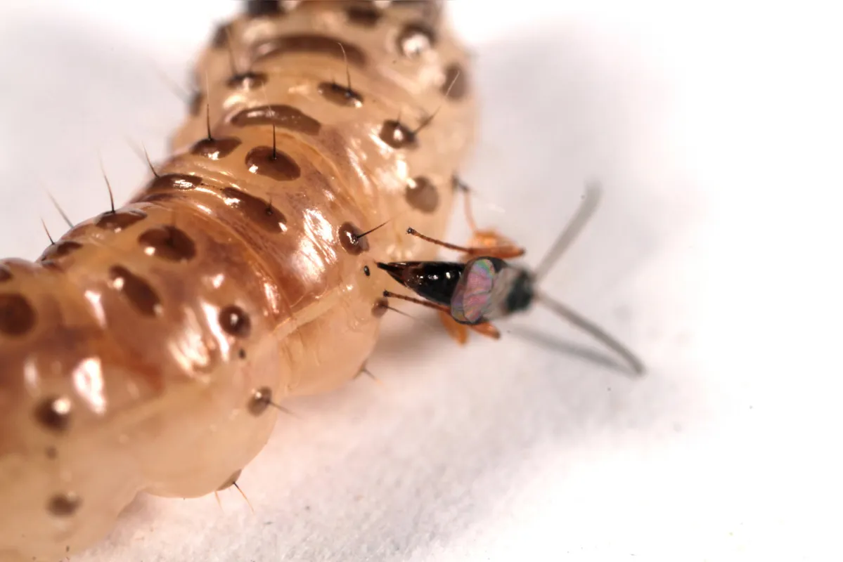 Um programa de controle biológico com parasitoides nativos para as frutas é a meta da Embrapa Clima Temperado