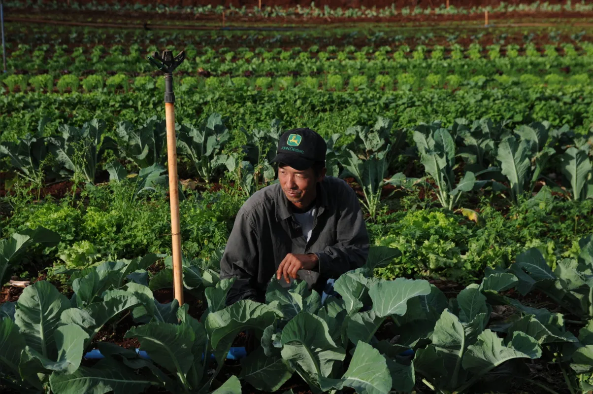 Roberto Usukura cultiva produtos orgânicos na zona rural de Londrina