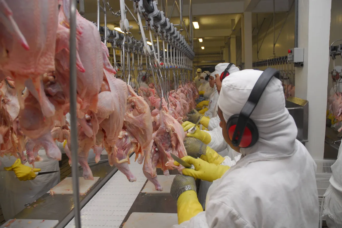 O agronegócio e as exportações de frango para a China influenciaram os resultados na produção de alimentos