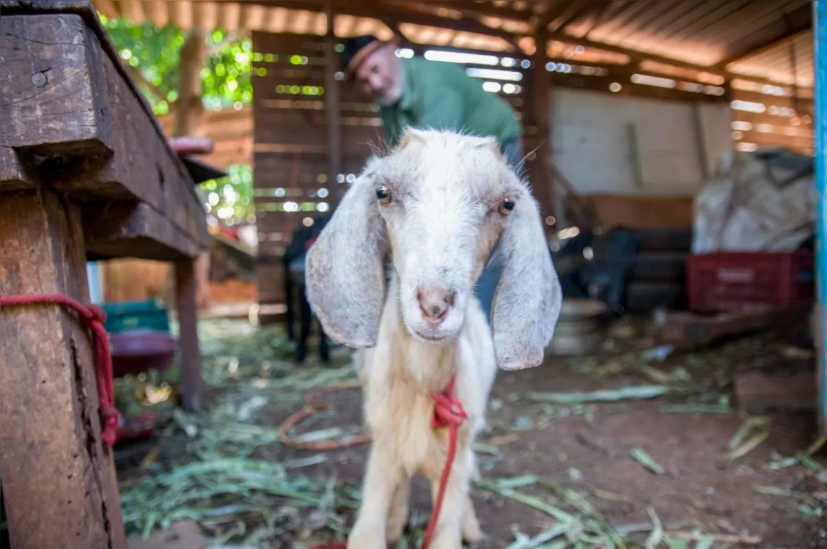Fravio, cabrito de estimação de Bau