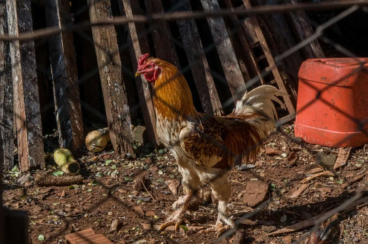 Zé Coleta cria galinhas no quintal de sua residência poucos metros da casa de seu irmão. O “Galo de Botina” é seu animal favorito
