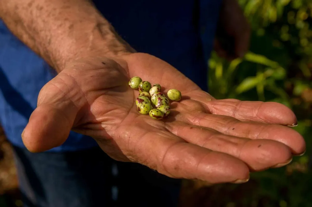 Zé Coleta cultiva plantas típicas do nordeste. Na foto, feijão guandu: comum no sertão, é consumido moído em forma de farinha