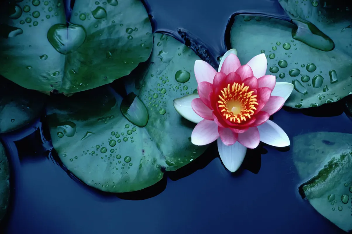 Imagem ilustrativa da imagem A flor de lótus e a mente