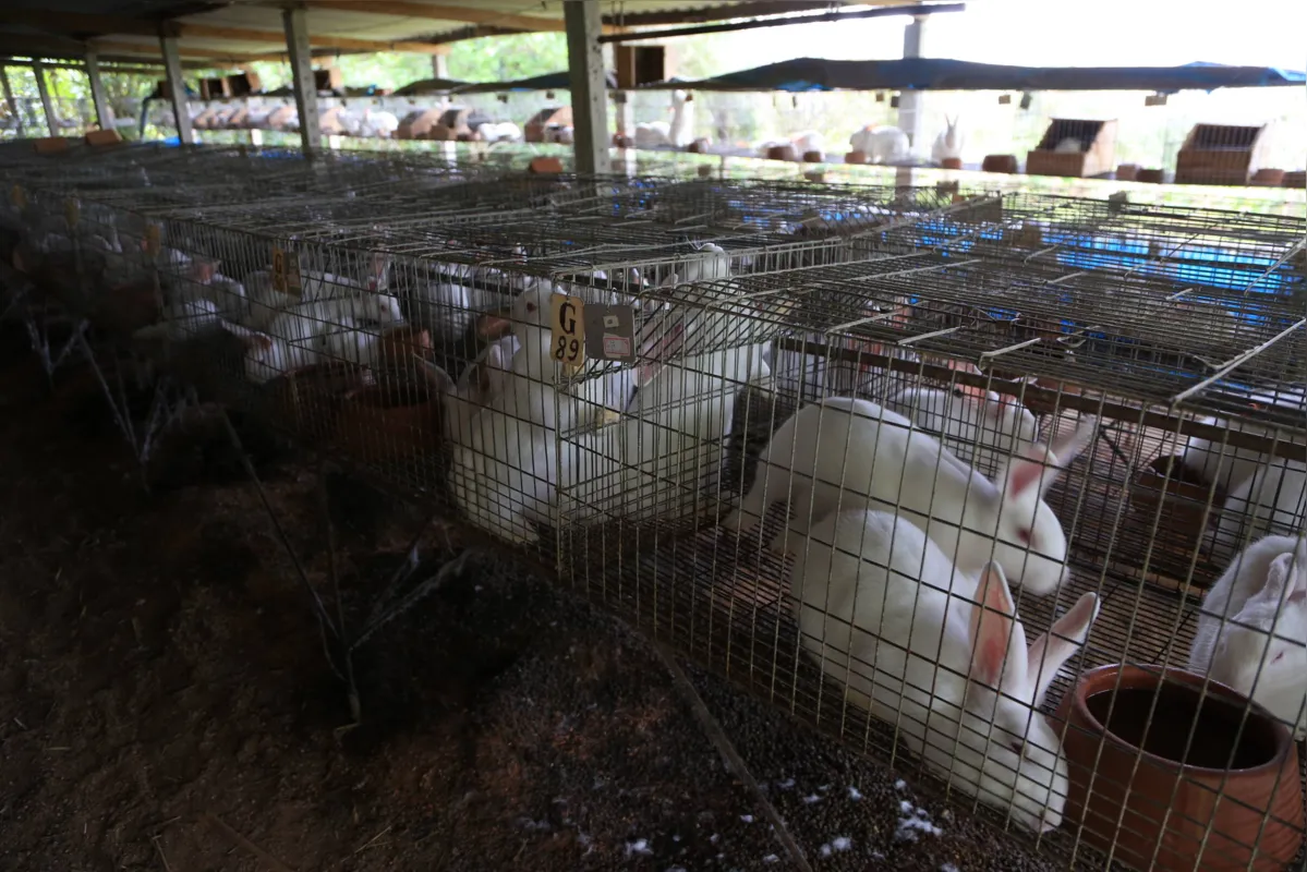 A carne do coelho tem menos gordura e colesterol e com mais proteína 