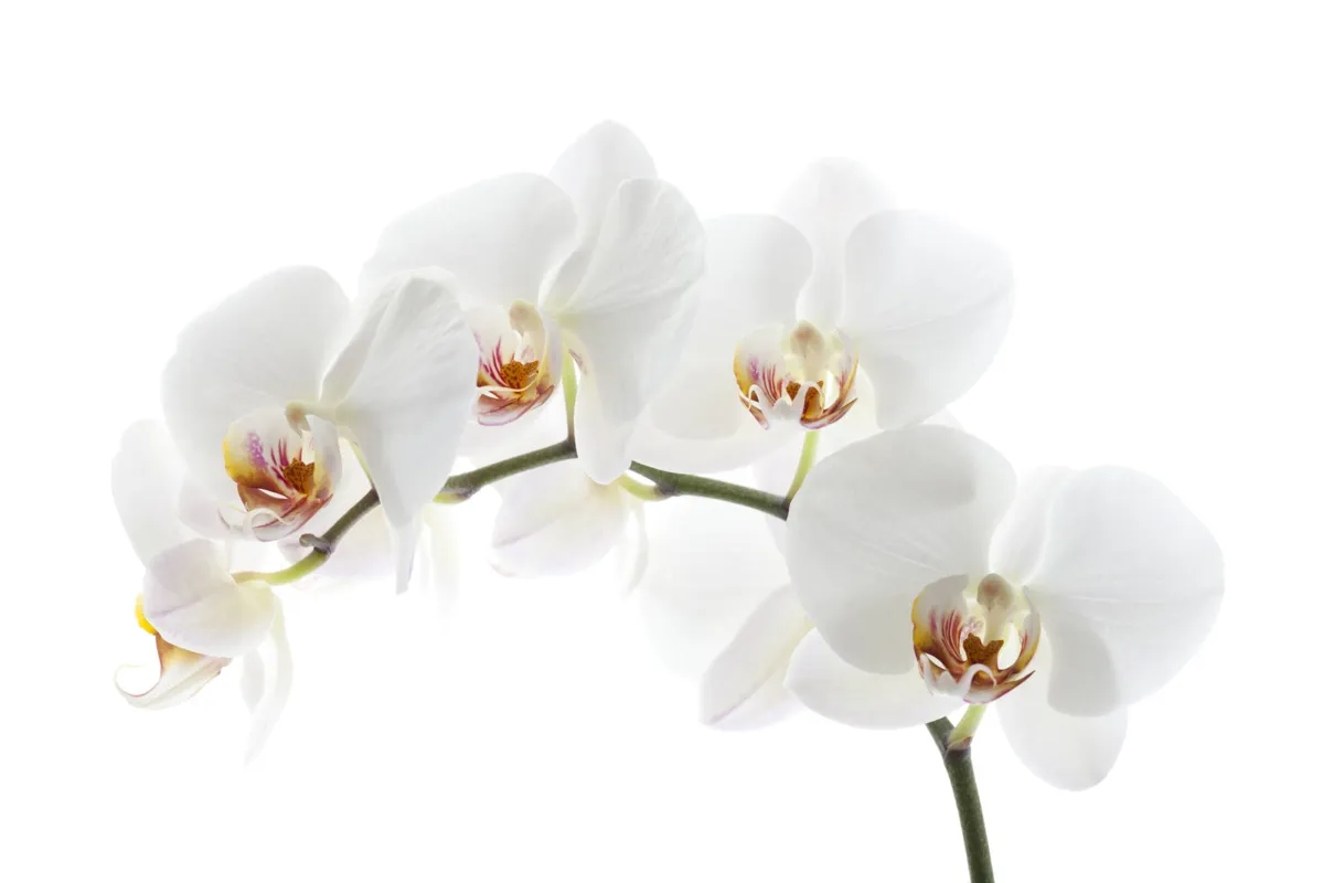 Imagem ilustrativa da imagem As orquídeas de Elisabeth Khater