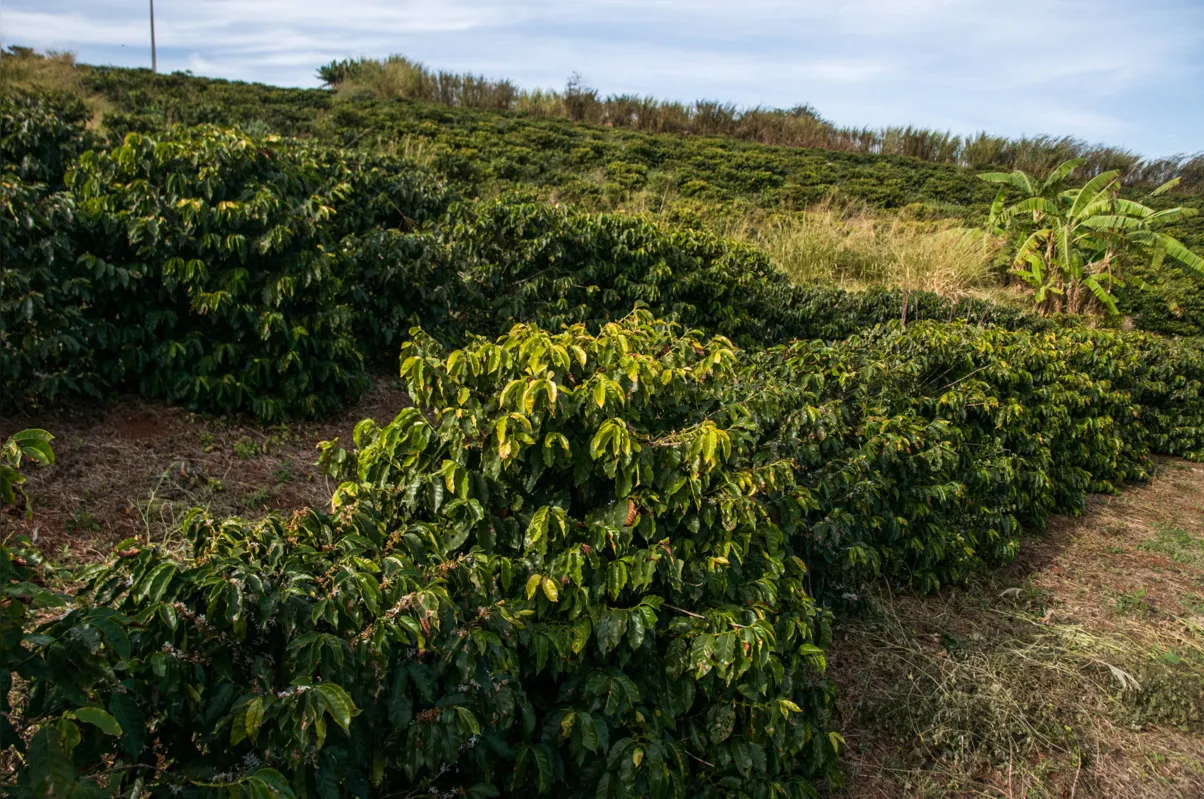 Com os recursos do Fomento Mulher nos assentamentos Eli Vive I e II, em Lerroville, as famílias passam a produzir mais e os lotes se tornam mais rentáveis