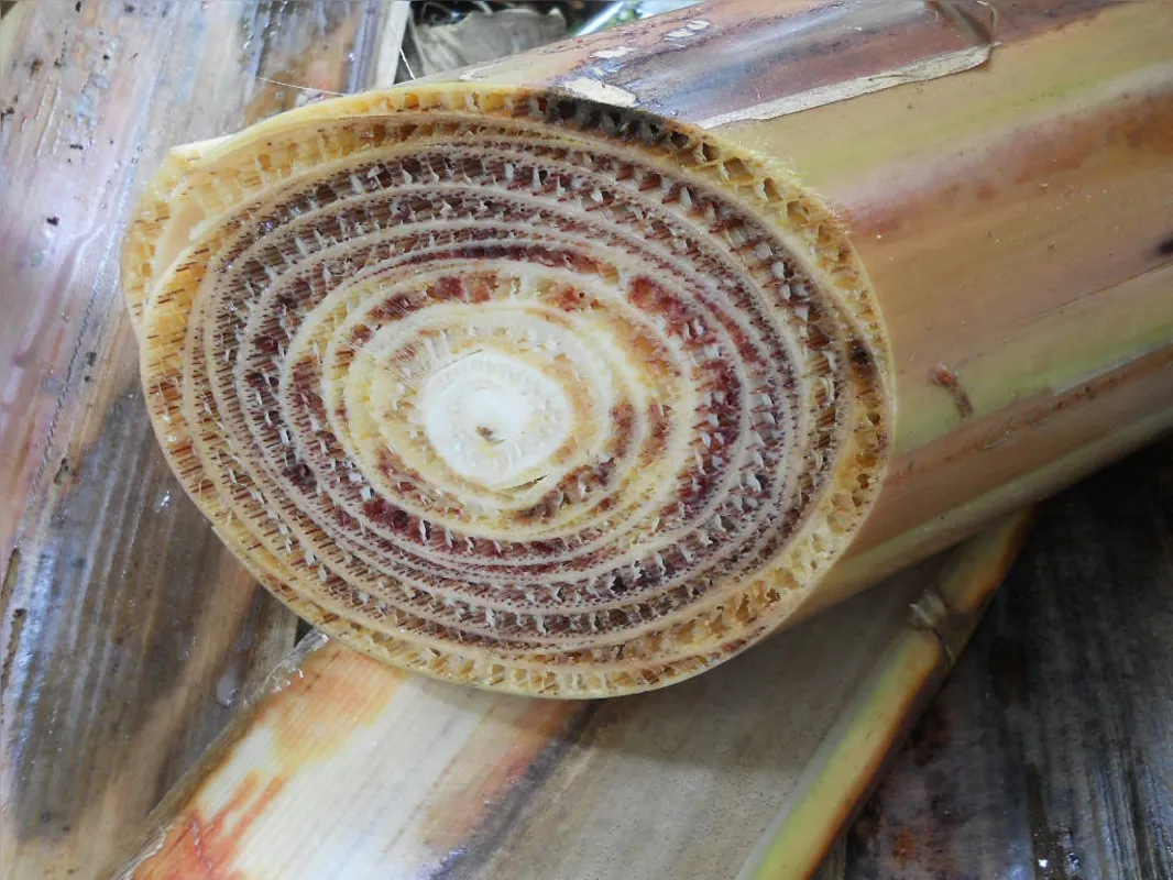 O fungo causa um colapso na planta, que deixa de receber água e nutrientes