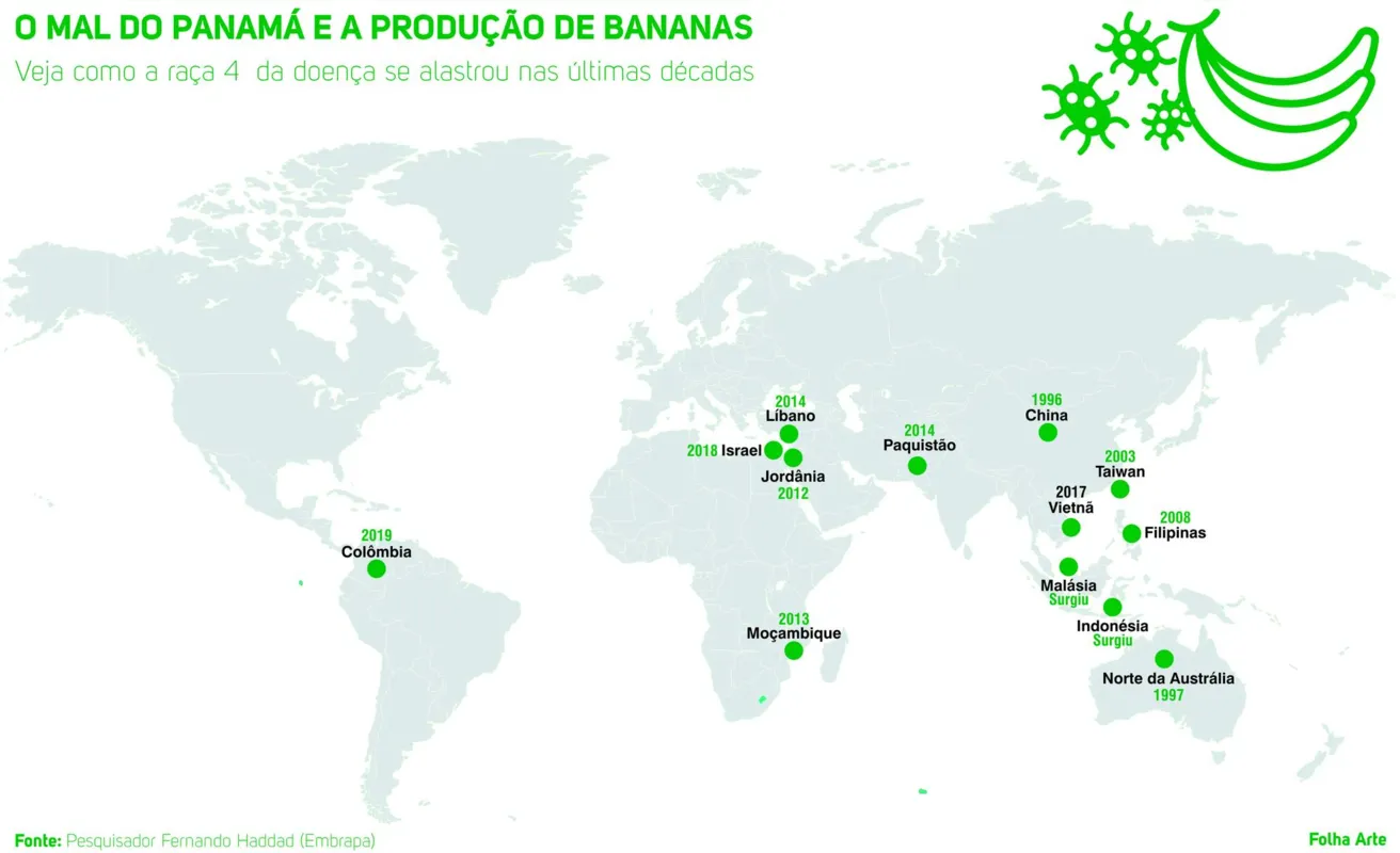 Imagem ilustrativa da imagem Bananas e o novo risco do Mal do Panamá