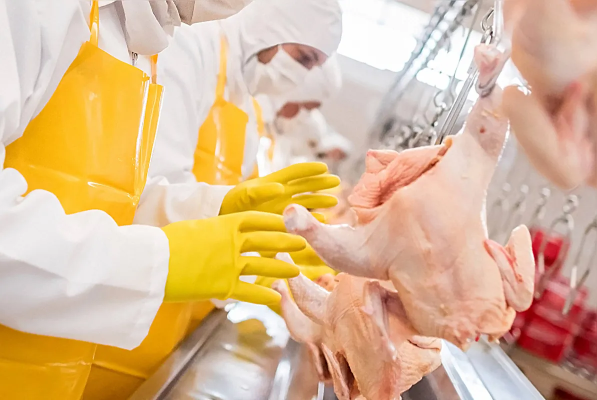 A demanda pela carne de frango cresceu no gigante asiático após a peste suína atingir o rebanho de porcos