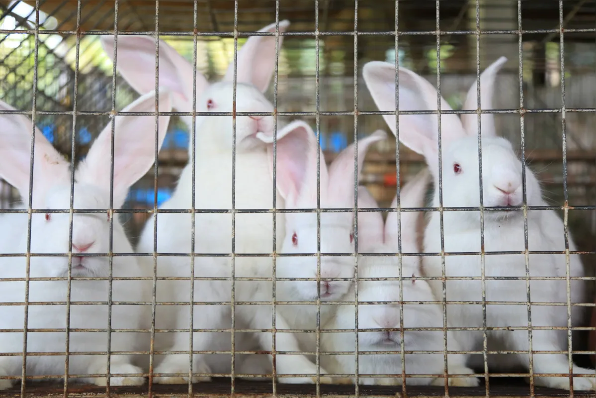 A produção de coelhos é boa opção para a agricultura familiar, além de integrar o sistemas  produtivos que não agridem a natureza