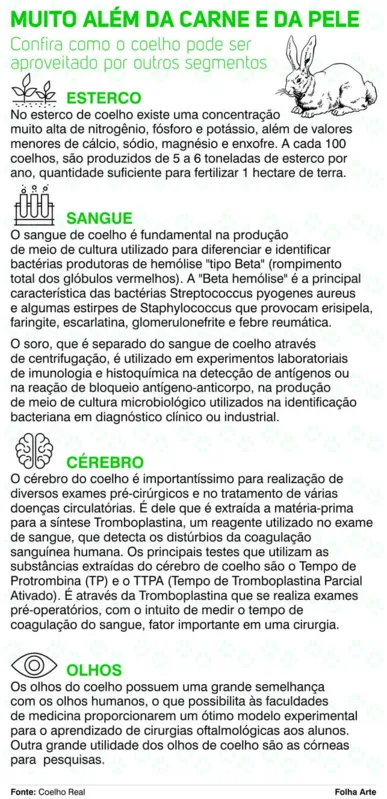 Imagem ilustrativa da imagem Coelhos: um olhar fora da caixa para as proteínas animais