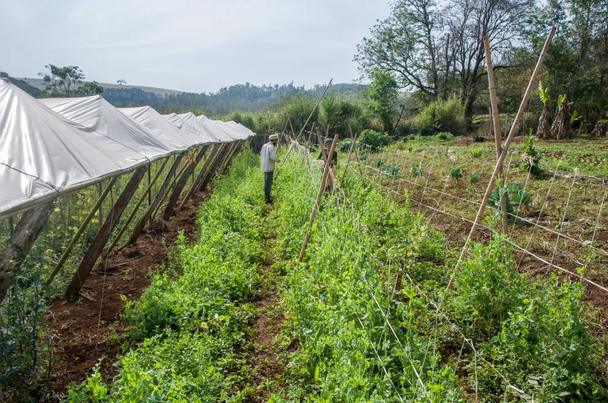 Demanda por alimentos orgânicos é maior que a oferta; estímulo do governo deve impulsionar produção